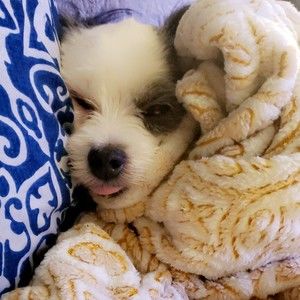 Meet your Posher, Jess